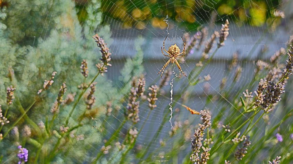 Dünyanın en zehirli örümceklerinden biri Aksaray’da görüldü! Vatandaşlar tedirgin 2
